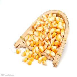 Contagem automática da semente do milho da máquina de empacotamento do tela táctil e máquina de enchimento